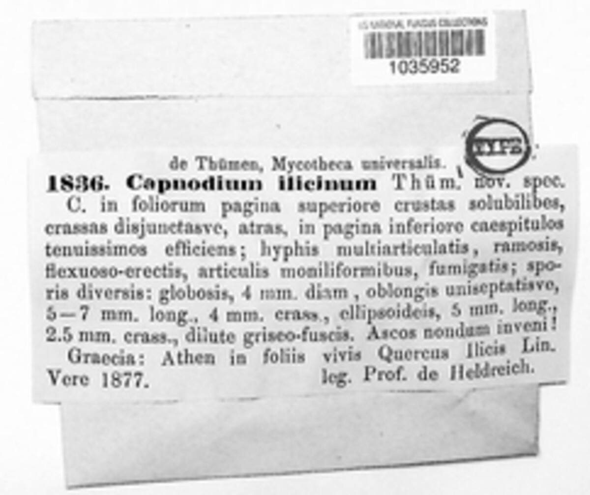 Capnodium ilicinum image